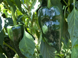 Poblano Hot Peppers